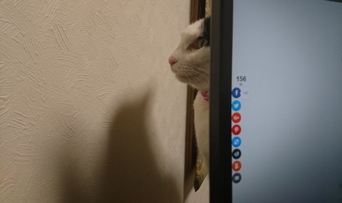 ひょっこりモモちゃん