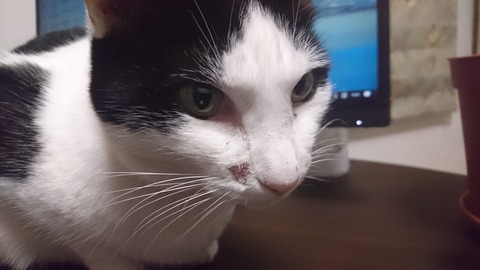 お鼻の横ケガしてるよモモちゃん