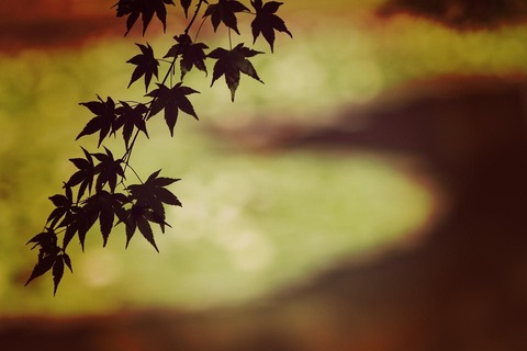 flower_004