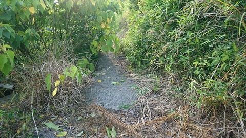 空地への登り道①