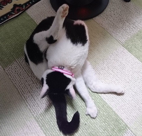 地震よりオケツが気になるモモちゃん②