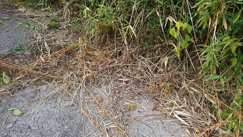 枯れた雑草③