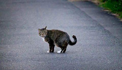 去り際に振り返る猫ちゃん