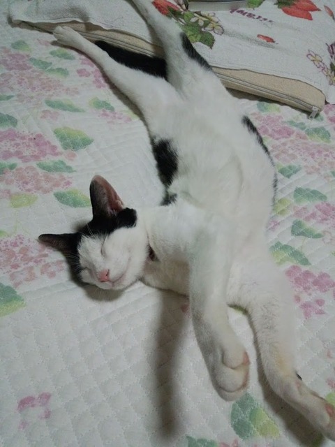 cat_001