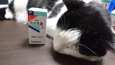 奇跡のコラボ