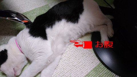 モモちゃんのお腹