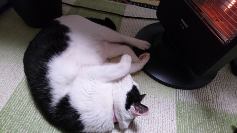 暖まるモモちゃん