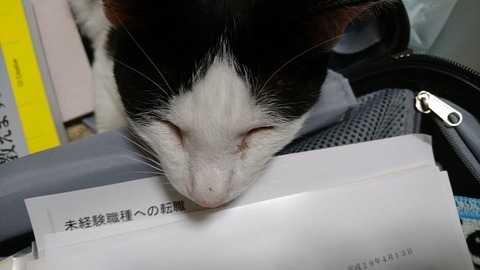 未経験職種へのモモちゃん