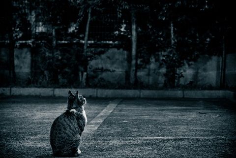 cat_014