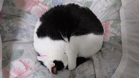 丸くなって寝る