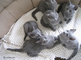kittens 2011��6
