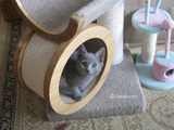 ekika-kitten-2011-3