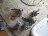 ekika-kitten-2011-10-1
