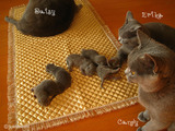ekika-kitten-2011-8-5