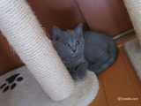theressa-kitten2011-10-2