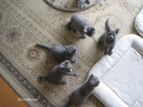 ekika&theressa-kitten-2011-10-3