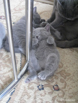 ekika-kitten-2011-9-1