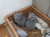 ekika-kitten-2011-9-5
