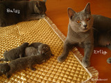 ekika-kitten-2011-8-6
