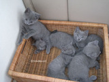 ekika&theressa-kitten-2011-9-1