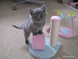 theressa-kitten2011-9-2