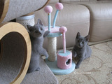 ekika-kitten-2011-2