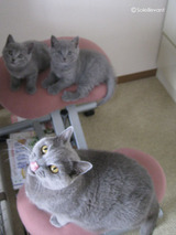 theressa-kitten2011-9-6
