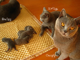 ekika-kitten-2011-8-3