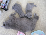 theressa-kitten2011-9-3