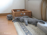 ekika&theressa-kitten-2011-10-4