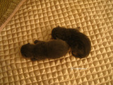 theressa-kitten2011-8-3