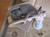 ekika&theressa-kitten-2011-9-3