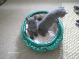 theressa-kitten2011-9-7