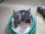 theressa-kitten2011-9-8