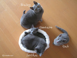daisy-erika-kittens2