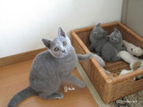 ekika-kitten-2011-9-4