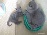 theressa-kitten2011-9-1