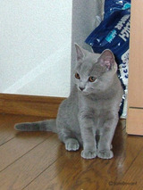 ���祳�饷�硼��