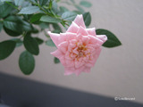 rose2011-10-1