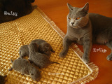 ekika-kitten-2011-8-4
