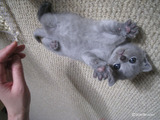 vogue-kitten2011-10-1