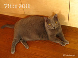 vitto 2011