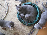 ekika-kitten-2011-9-3
