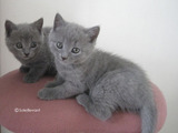 theressa-kitten2011-9-5