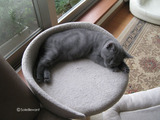 theressa-kitten2011-10-3