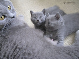 theressa-kitten2011-9-13