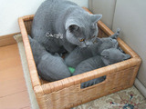 ekika&theressa-kitten-2011-9-2