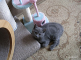 theressa-kitten2011-10-1