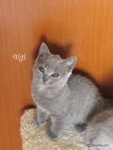 Gigi1