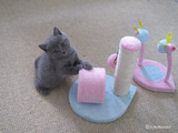 theressa-kitten2011-9-4